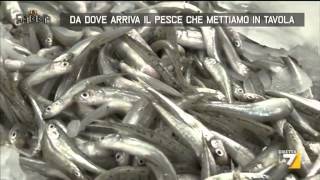 Da dove arriva il pesce che mettiamo in tavola [upl. by Noicpecnoc]