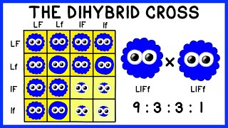 Mendelian Genetics The Dihybrid Cross [upl. by Cattima]