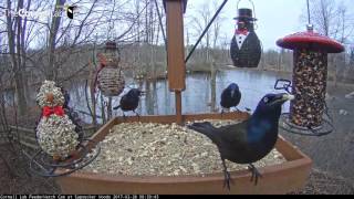 Common Grackle Behavior Displays – Feb 28 2017 [upl. by Enos481]