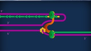 Citologia 27  Replicazione del DNA [upl. by Eisnyl]