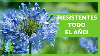 10 PLANTAS de EXTERIOR RESISTENTES al SOL y al FRÍO 🌼🌿 [upl. by Ardnossac]