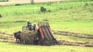 The Amish Way of Making Hay [upl. by Athene]