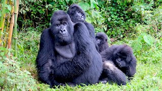 Gorilla trekking in Rwanda epic amp moving adventure [upl. by Shaun]