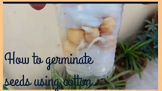 How to germinate seed using cotton balls  kids science activity [upl. by Siraved]