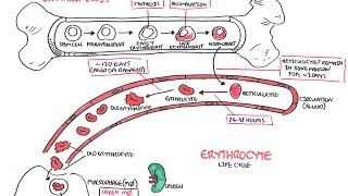 Haematology  Red Blood Cell Life Cycle [upl. by Nnylsor]