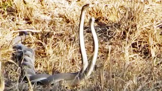 Fighting Black Mamba Snakes [upl. by Eiba]