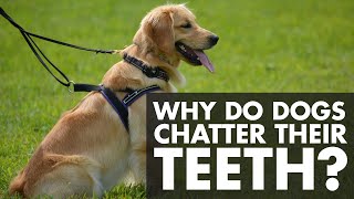 Why Do Dogs Chatter Their Teeth [upl. by Paulita160]