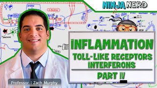 Immunology  Inflammation Toll Like Receptors and Interferons Part 4 [upl. by Herm]