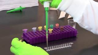 How To Perform A Quantitative ELISA [upl. by Almat]