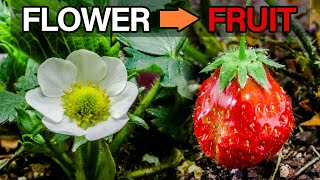 Strawberry Flower to Fruit Timelapse Aphids Issue [upl. by Say651]