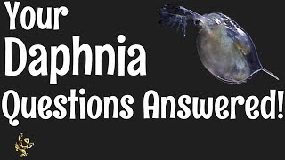 Daphnia Questions Answered [upl. by Matuag]