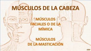 Músculos del cráneo y cara [upl. by Mosora]