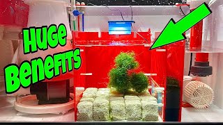 IN SUMP REFUGIUM Setup FOR SALTWATER AQUARIUM STUNNING [upl. by Anina]