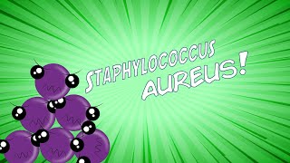 ¡Staphylococcus aureus en 8 minutos [upl. by Fabi698]