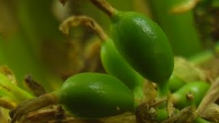 How to Grow Cardamom  TvAgro by Juan Gonzalo Angel [upl. by Kinelski]