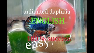 daphnia moina culture Easy way Unlimited production English  with sub Green water Chlorella [upl. by Lennox83]