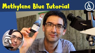 🔬 How to stain cells with Methylene Blue  Amateur Microscopy [upl. by Adhern]