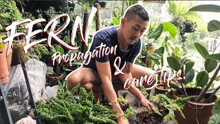 How I propagate fern by root division and casually talk about fern care [upl. by Nnaassilem130]