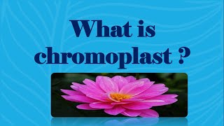 What is chromoplast BIOLOGY [upl. by Hayn453]