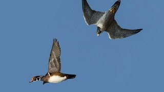 PEREGRINE FALCON STRIKES DUCK MIDAIR [upl. by Carling947]