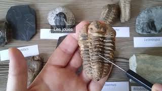 TP Paléontologie L2  Les Trilobites par Mme RuaultDjerrab [upl. by Ansela691]