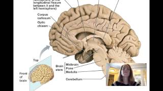 Lecture11 Central Nervous System [upl. by Niamrahc]