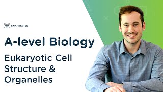 Eukaryotic Cell Structure amp Organelles  Alevel Biology  OCR AQA Edexcel [upl. by Noivad835]