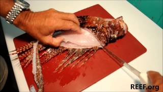 How to Fillet a Lionfish [upl. by Ingemar]