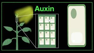 Major plant hormones amp how to remember  Control amp Coordination  Biology  Khan Academy [upl. by Portwin]