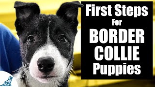 Border Collie Puppy Training  10 Skills To TEACH FIRST [upl. by Aba718]