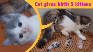 Cat Giving Birth Cat Gives Birth To 5 Kittens  Part 1 [upl. by Eilloh]