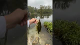 Bass Fishing giantbass freshwaterfish bigbassenergy bassfishing bass fishing fish [upl. by Ettelrats]