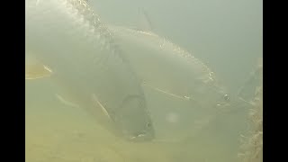 Tarpon in Islamorada Florida [upl. by Llenyaj284]