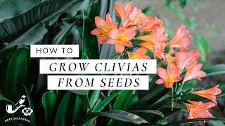 How To Grow Clivias From Seeds [upl. by Glantz]