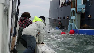 Tagging A 2000Pound Great White Shark [upl. by Moseley622]