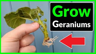 How to Grow Geraniums from Cuttings Complete Process [upl. by Neel]