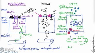 Small Intestine amp Nutrient Absorption [upl. by Aenat]