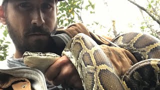 Catching Wild PYTHON out in Warm Pools of Everglades Water with Python Cowboy [upl. by Gneh353]