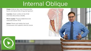 Internal Oblique Muscle – Anatomy  Lecturio [upl. by Aynotan]