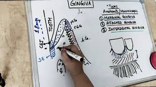 gingiva anatomy  part 1 Carranza [upl. by Atneciv852]