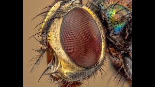 Extreme Macro Using Reversed Enlarger Lenses [upl. by Dyan]