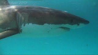 Great White Shark behavior [upl. by Yor]