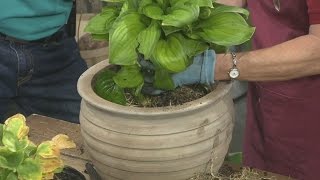 Dividing and Potting Hostas [upl. by Hallsy]