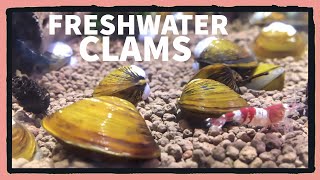 New Freshwater Clams [upl. by Haye]