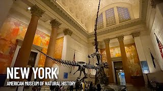 American Museum of Natural History Inside Walking Tour  New York USA [upl. by Loeb]