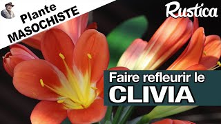 Faire refleurir le clivia [upl. by Mazurek]