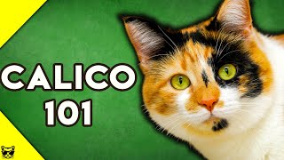 Calico Cats 101  Everything You Need To Know About Calico Cats [upl. by Ahsieat]