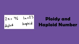 Ploidy and Haploid Number [upl. by Akitnahs211]