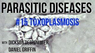 Parasitic Diseases Lectures 15 Toxoplasmosis [upl. by Hadeehsar]