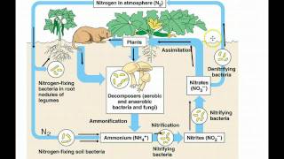 Ecosystems Part 2  Nutrient Cycling [upl. by Siekram]